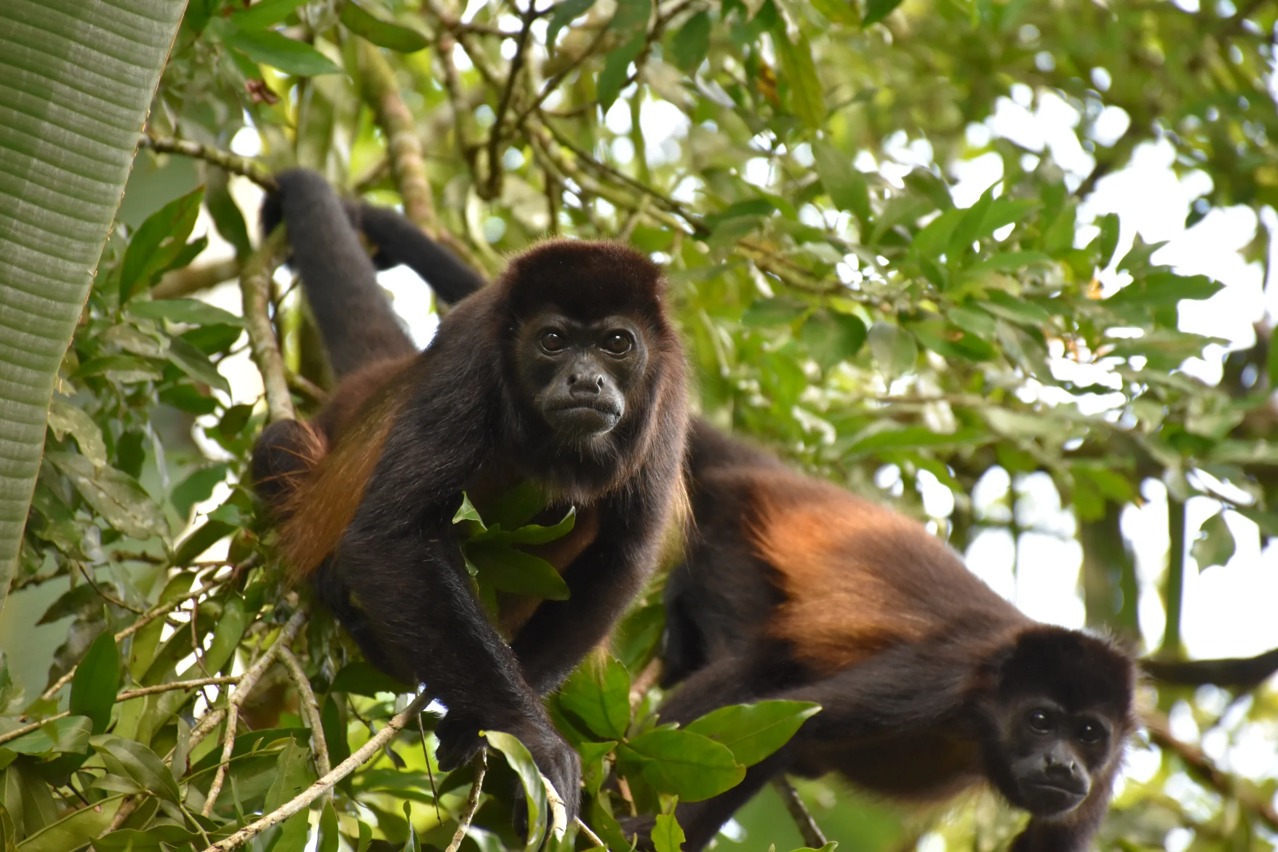 Arenal Hanging Bridges - 18