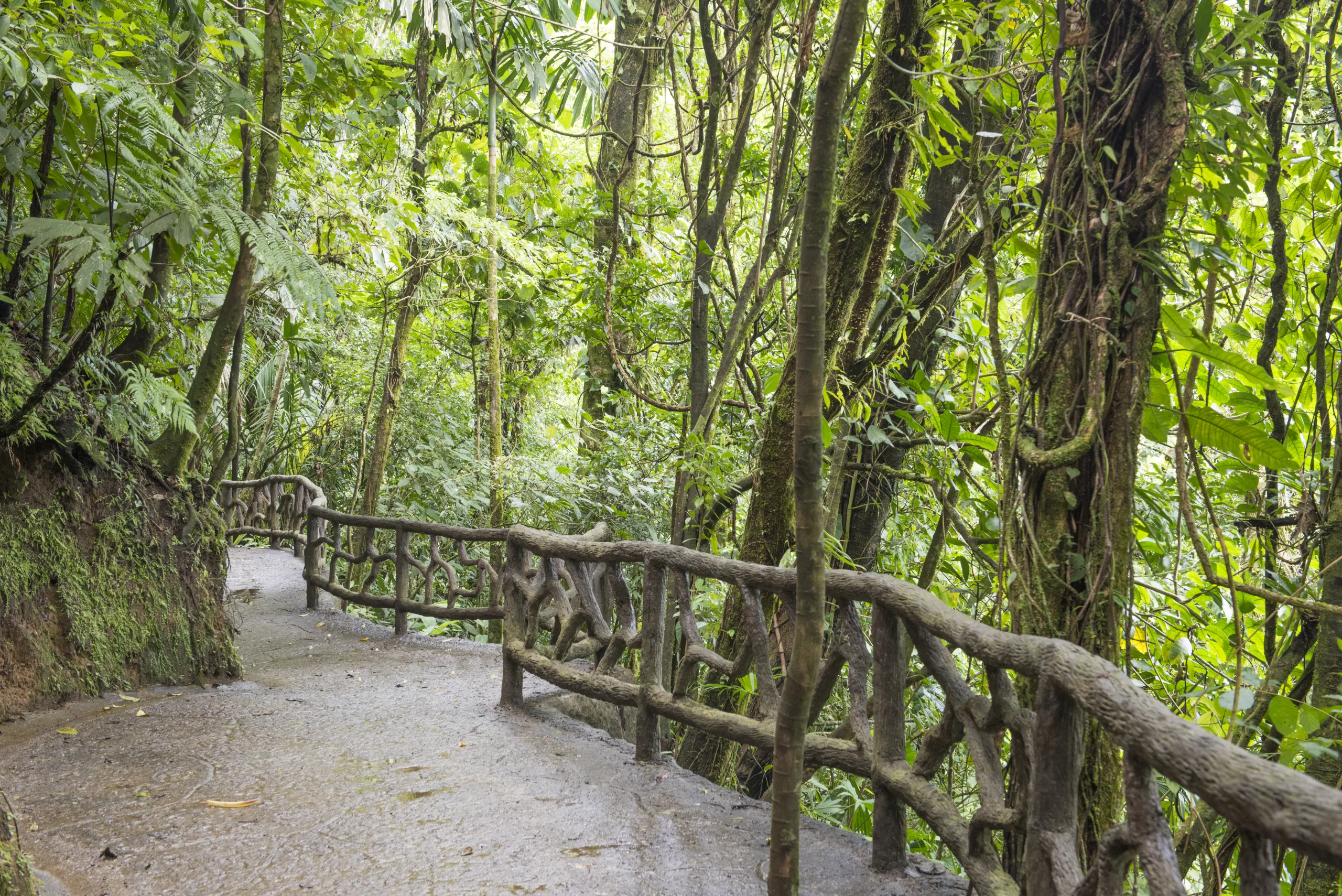 Arenal Hanging Bridges - 16